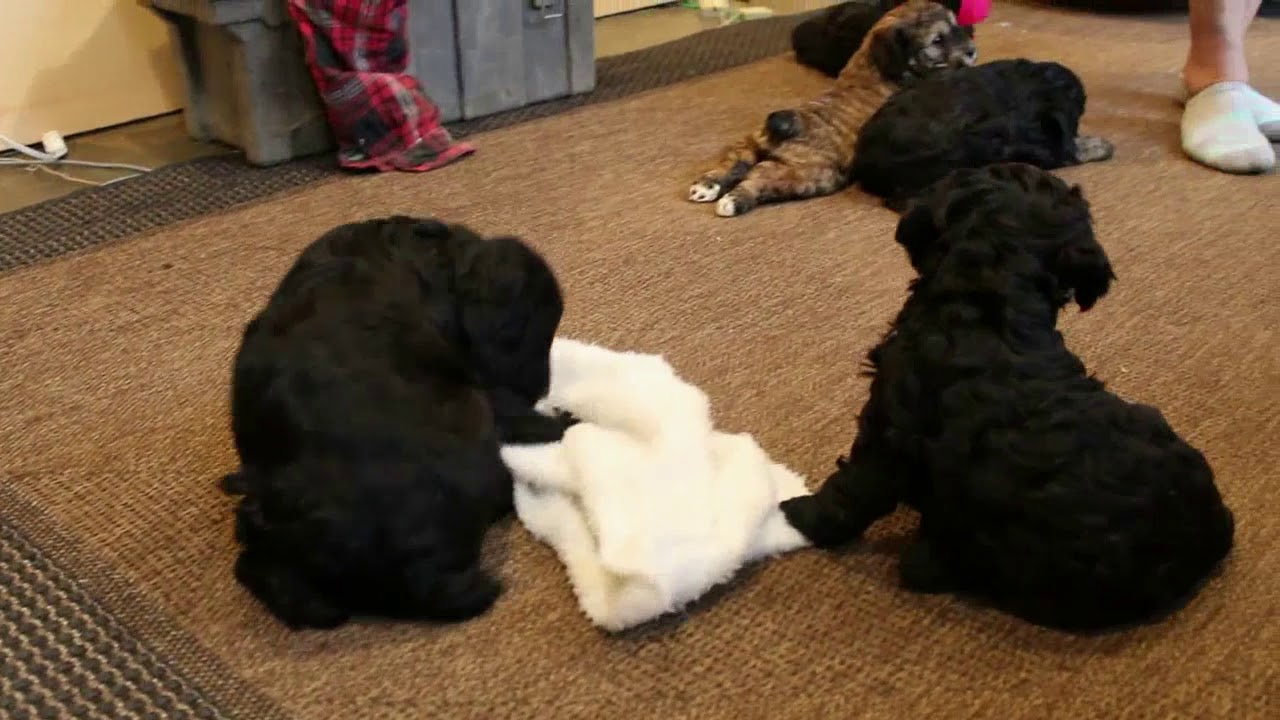 Springerdoodle Puppies For Sale YouTube