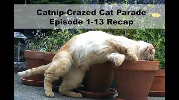 Catnip-Crazed Cat Parade Episode 1-13 Recap