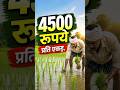 4500 रूपये प्रति एकड़ #haryananews #shorts