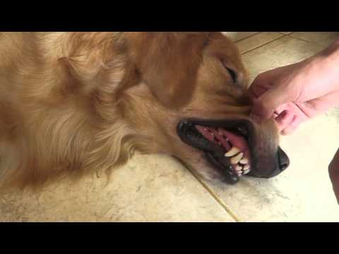 Video: Dasar-dasar Kelincahan Anjing