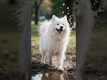 Samoyed Fun Facts #puppy #samoyed #facts #shorts #shortvideo