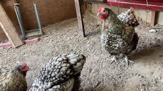 Silver laced Orpingtons