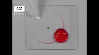 Supplemental Video A Live Cell Imaging Device For Arabidopsis