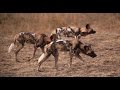 painted dogs, zambia carnivores, the bushcamp company and more ...