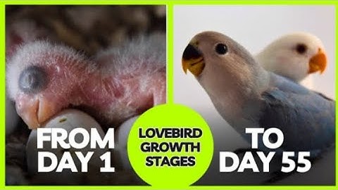 LOVEBIRD GROWTH STAGES | First 55 Days Of Babies Timelapse| #Lovebirdbabies #pets #Birds #parrot