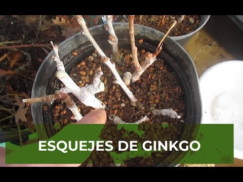 Video: Propagación de esquejes de ginkgo: enraizamiento de esquejes de un árbol de ginkgo