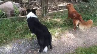 Keeran Ziet Varkens