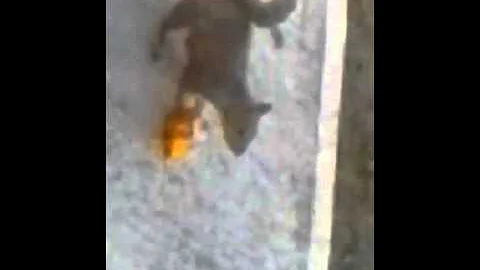 Adorable squirrel goes nuts over frosting