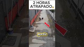 Un pastor alemán cae a una fosa y el otro lo ayuda