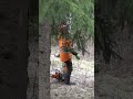 Do You Know This Tree Felling Technique