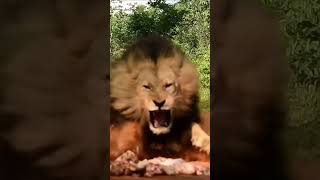 Fúria @CrisSunLife #lion #nature #animals