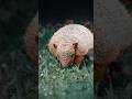 Kurşun Geçirmez Hayvan: Armadillo&#39;nun Sırrı! #armadillo #doğa #hayvanlar #kurşungeçirmez