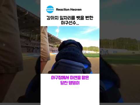 강아지 일자리를 뺏을 뻔한 야구선수... thumbnail