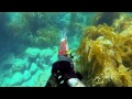 Catalina Island Spearfishing and Freediving 2014