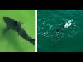 Great white shark strikes at fish near surferspelican spooks another