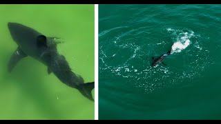 Great White Shark Strikes at Fish Near Surfers/Pelican Spooks Another