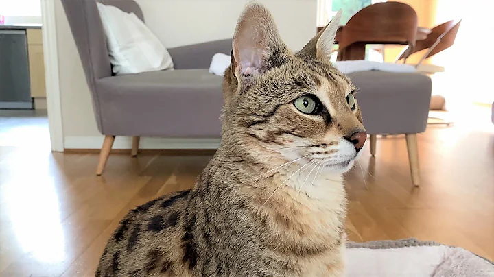 Watch the video about Sabian the Savannah cat loves to play fetch, like a dog!