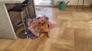 Podencoworld: Simba asiel Alhama Street Animal Protection (ASAP)