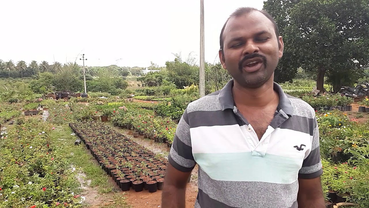 Karthik Nursery Bangalore Youtube