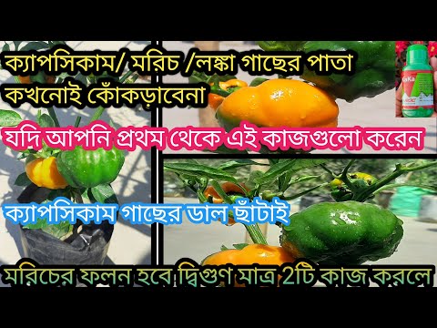 ভিডিও: বাড়িতে শীতকালীন বেগোনিয়ার যত্ন: কেন একটি পাত্রে বেগোনিয়া শুকিয়ে যায়? কিভাবে ছাঁটাই করতে হয় এবং কিভাবে একটি উদ্ভিদ ওভার শীতকালে?