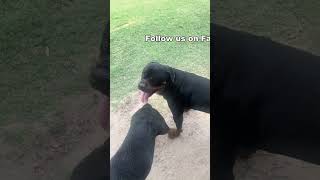 Draco Senses Dee Is in Heat #puppy #pets #shortvideo #shorts #funny #dogowner #doglover #reel #reels
