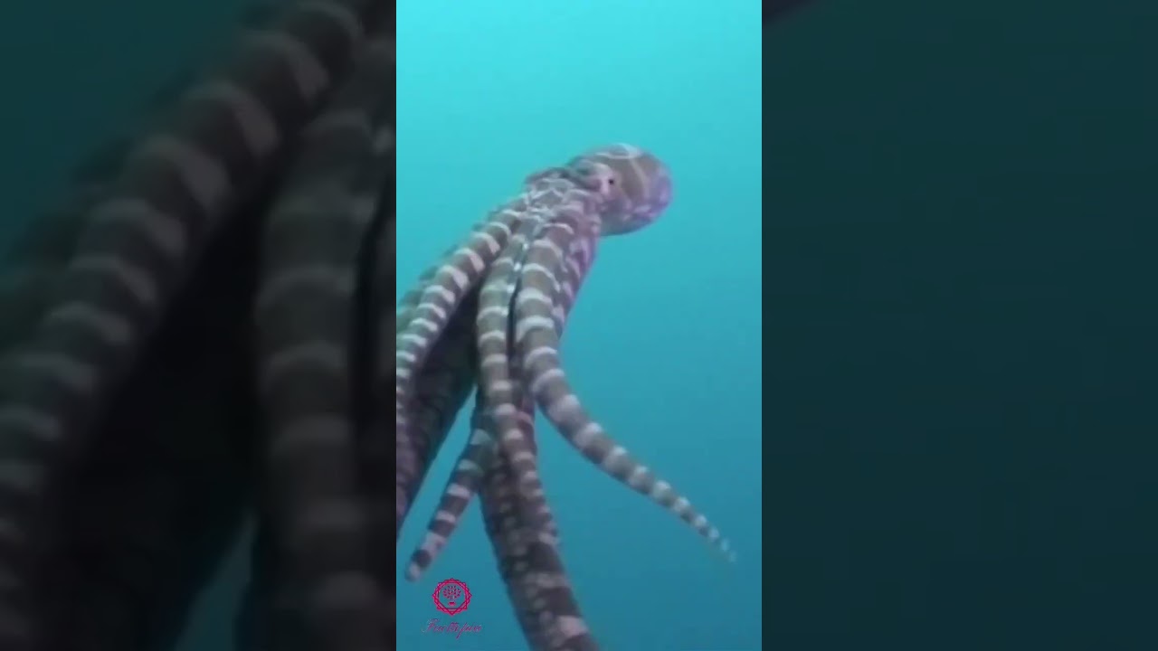 Mimic octopus: the ultimate master of disguise 