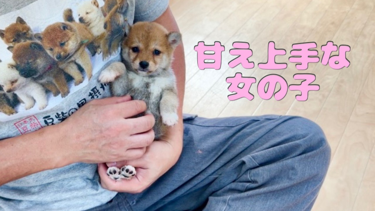 豆柴】子犬 6/11 女の子♀1 摂州宝山荘 mameshiba dog Puppy （mame