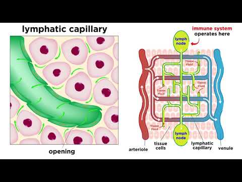 The Circulatory System Part 3: The Lymphatic System