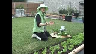 Gardening Tips Lettuce Winter Harvest