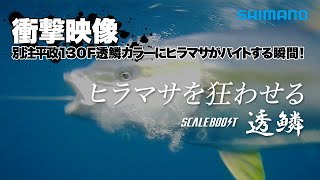 【ヒラマサ衝撃水中映像】大型ヒラマサがルアーを喰う水中映像【別注平政透鱗カラー×オフショア】