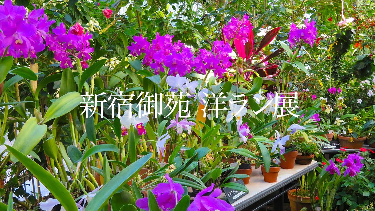 【新宿御苑】洋ラン展の美しい花々 2024