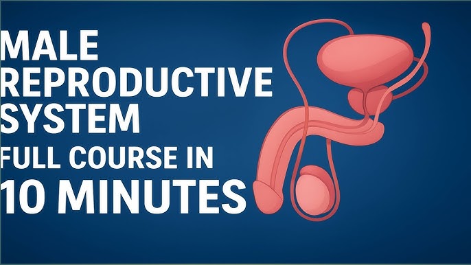 Мен сперматозоидтарды қалаймын онлайн видео