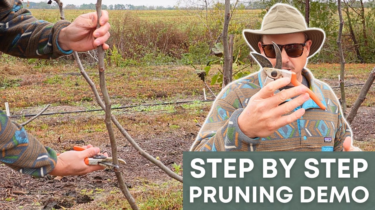 Fig Pruning 101: The Hands-On Guide Every Grower Needs - YouTube