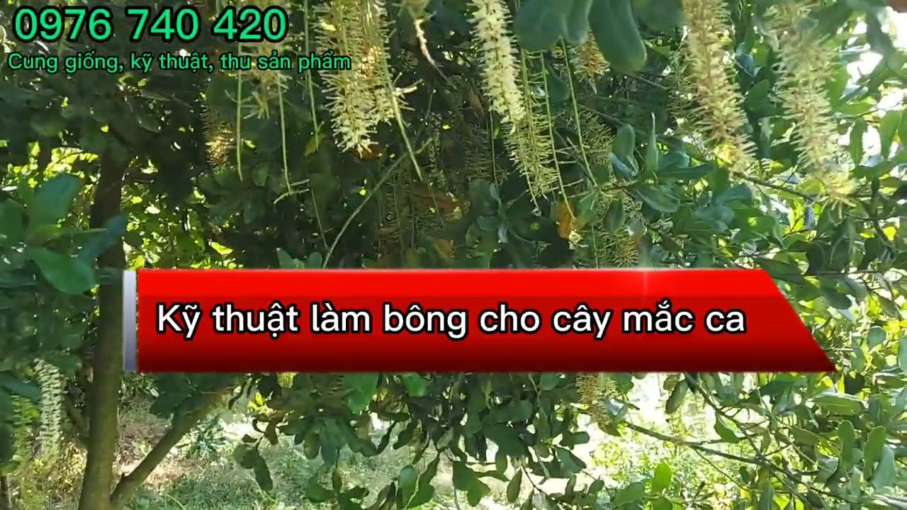Xử lí ra bông mắc ca #xulirahoamacca