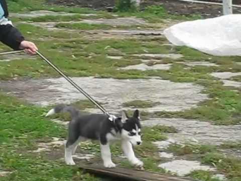 11 week old siberian husky