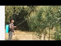 दवा छिड़काव करने का मशीन #ashaom #viral #trending