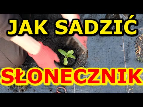 Wideo: Sadzenie słoneczników: jak sadzić nasiona słonecznika