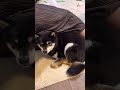 家族と落ち着く豆柴【柴犬】#shorts