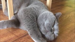 Coconut. Blue British Shorthair. Waking up early in the morning.