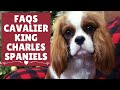 FAQs | Cavalier King Charles Spaniels | Frequently Asked Questions