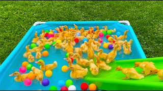 Best mix of 100 funny ducklings, cute little ducks in the pool