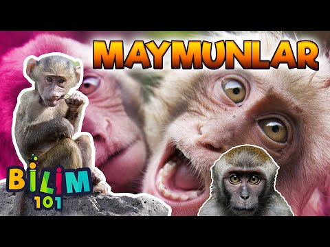 Video: Maymunlar Nelerdir