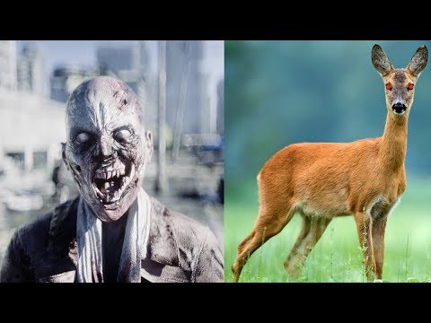 Video: Zombie Apocalypse I Nærheten? En Sykdom Som Gjør Hjort Til Zombier Kan Også Begynne å Smitte Mennesker - - Alternativ Visning