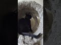 Cute kitten climbs to the top.  #subscribe #catshorts #kitten #cats #blackcatsrule #cutepets