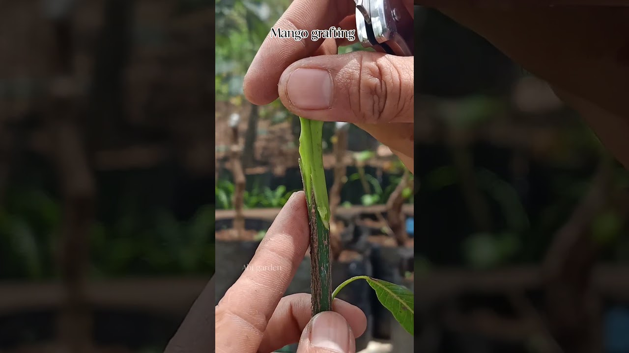 Whip and tongue grafting techniques 