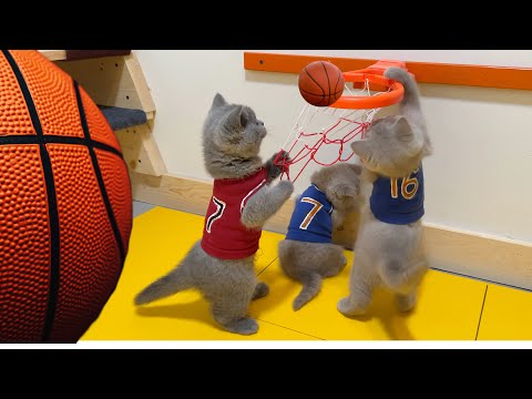 CAT KITTENS PLAYING BASKETBALL 🏀 BRITISH SHORTHAIR KITTENS PLAYING FUNNY! FUNNIEST CAT VIDEOS!