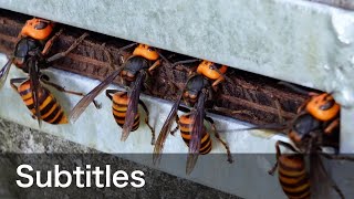 Why are giant hornets poking their heads into this beehive? (with subtitles)