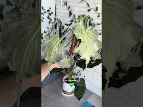 МОЯ ЛЮБИМИЦА АЛОКАЗИЯ ВЕНОМ 💚🫰 #plants #алоказия #веном #обзоррастений #garden #flowers #цветы