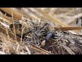 Rattlesnake Survival and Behavior