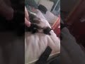 Cat Bites Owner: Funny Cats biting Humans cats.#shortsfeed #shorts